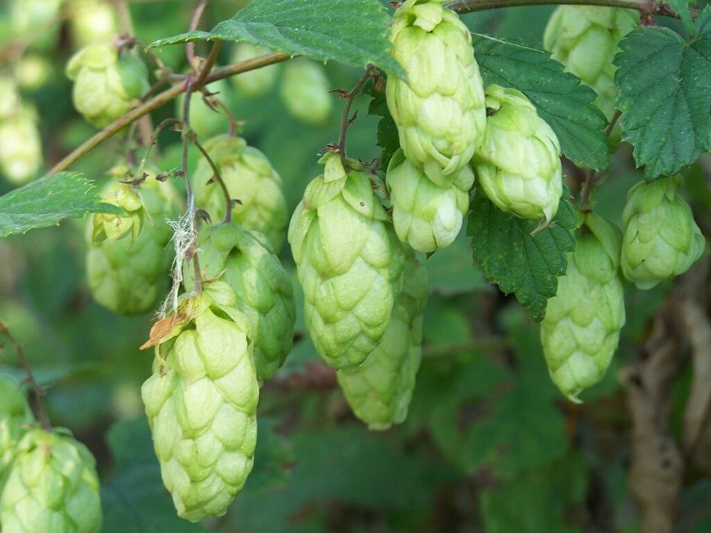 Hops (Humulus lupulus) Fruits