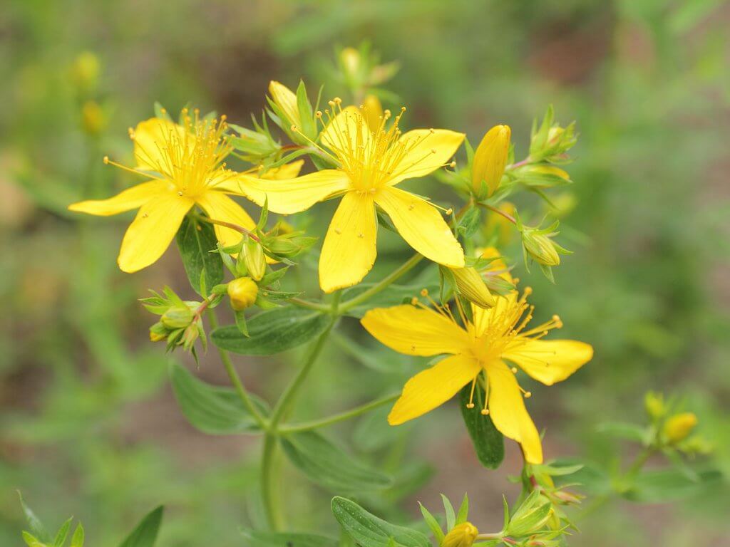 St. John's Wort (Hypericum perforatum) Flowers