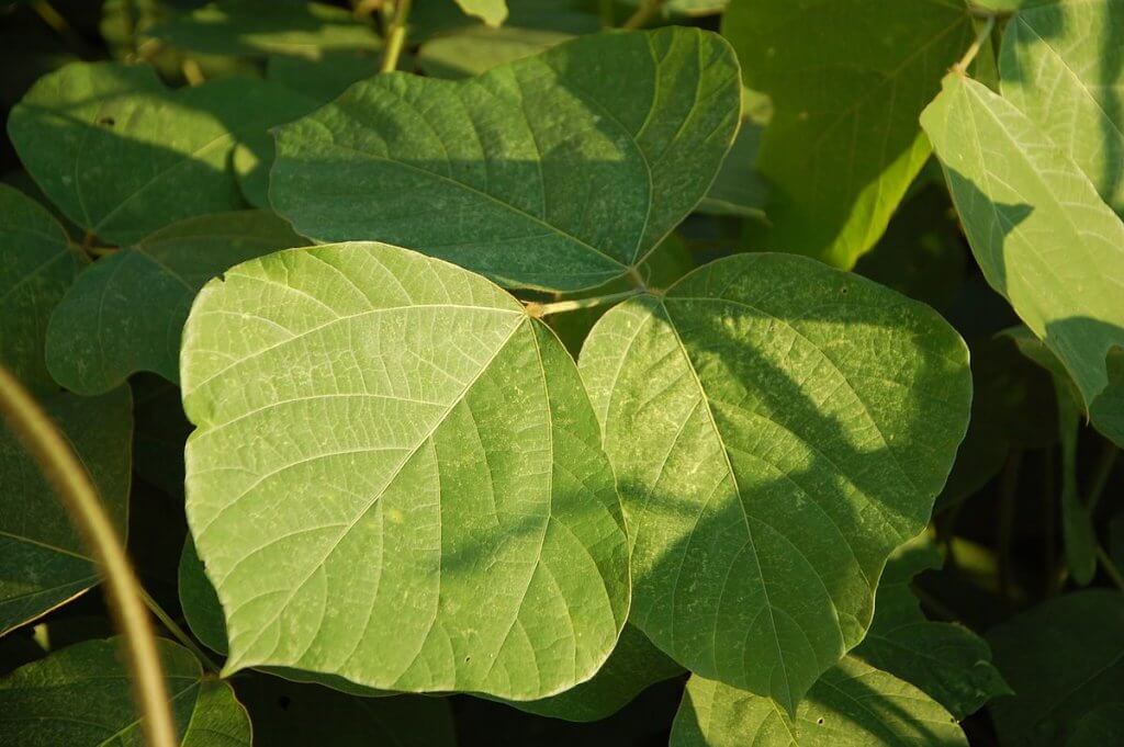 Kudzu (Pueraria montana) Seedpods