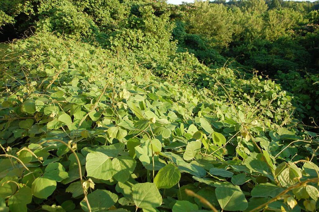 Kudzu (Pueraria montana)