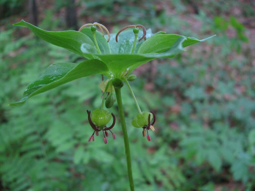 Indian Cucumber (Medeola virginiana) in Bloom