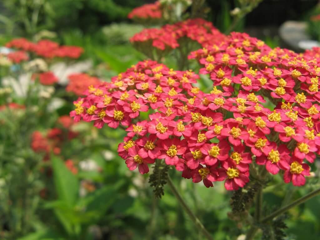 Yarrow (Achillea millefolium) Red Variant