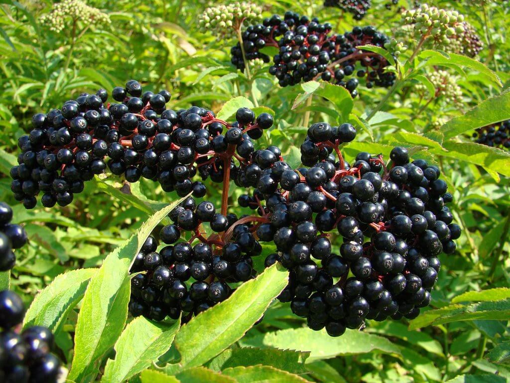 Elderberry (Sambucus canadensis), also known as American black elderberry or common elderberry, is a shrub that can easily be found throughout North America. It’s known for its delicious, dark purple berries and lacy white flowers. Elderberries and elderflowers are famous for their culinary and medicinal uses. Edibility and culinary use Almost all parts of this plant are poisonous, except for its flowers and ripe berries. Elderflowers are delicate and fragrant with a slightly tart flavor. These cream-colored flowers are typically used as an edible garnish or to flavor desserts and beverages. Elderflowers can also be made into jelly or deep-fried to make fritters. Dried elderflowers can also be brewed to make medicinal herbal tea. Much like elderflowers, elderberries taste tangy and tart, although stronger. These dark purple berries should never be eaten raw as it might cause stomach aches. Elderberries are usually made into jam, marmalade, pastry filling, juice, wine, tincture, and syrup. Elderberry tincture and syrup are often used for medicinal remedy. Health benefits Elderberry is packed with important nutrients. Both the berries and flowers are rich in vitamin A, B, and C. The tiny berries even contain more vitamin C than oranges. They’re high in dietary fiber which can promote a healthy digestive system. Elderberries and elderflowers also contain a lot of antioxidants like anthocyanins, flavonols, and phenolic acids. This means they’re great for reducing oxidative stress in the body, preventing cancer, and reducing inflammations. Elderflowers and elderberries are often used to treat and prevent cold. They’re also great for alleviating cold symptoms, such as cough, nasal congestion, and fever. Elderberry is also said to be good for treating allergy and asthma symptoms. Its anti-inflammatory property also makes it great for alleviating pain, treating mouth and gum inflammation, reducing toothache, and treating digestive problems. Lastly, consuming elderberry can improve cardiovascular health as it helps lower blood pressure and reduce cholesterol levels. Cultivation Elderberry is not very hard to cultivate. With some work and patience, you’ll be able to grow some elderberry shrubs in your own garden. While it loves moist, fertile, and well-drained soil, this plant can tolerate almost every type of soil. But, it can’t tolerate drought at all. So, be sure to water the plant regularly. Plant elderberry in a location with full sun for a better harvest. Before planting, prepare the soil by incorporating manure or compost. Plant elderberry bushes in the spring, after the last frost date has passed. Plant each plant 6” to 10” apart, make sure the roots are well-covered. Water them once or twice a week to ensure they don’t dry out. Get rid of surrounding weed regularly, especially when the shrubs are young. Let the shrubs grow wild for the first two years. Don’t prune them or harvest the flowers and berries. This way, they’ll grow nicely and produce a lot of berries. Then, starting from the third year, prune the shrubs each spring and remove all the dead areas. The berries will start to appear at the end of summer and they will ripen around mid-August to mid-September. Make sure to pick them before the birds finish them off. Cautions Common elderberry leaves, stems, and roots are poisonous. Ripe elderberries are generally safe, but unripe elderberries contain toxins that can only be destroyed through cooking. Eating unripe or uncooked elderberries may result in nausea, vomiting, and diarrhea. Elderberry may cause the immune system to be more active, so people with autoimmune disorders should avoid consuming elderberry. Also, be careful not to confuse elderberry shrubs with the toxic water hemlock. These plants look somewhat similar, moreover, they typically grow in the same area. Elderberry has opposing leaves while water hemlock has alternating leaves. Water hemlock doesn’t grow berries, but they do grow flowers. Water hemlock flowers look similar to elderflowers, but they have a firecracker-like formation. Do not touch or ingest water hemlock flowers at all. Conclusion Elderberry can be a valuable source of food and herbal remedy if you know how to prepare it. This plant’s tiny berries and dainty flowers definitely pack a punch when it comes to flavor. They’re versatile and can be used in a lot of delicious recipes. And their health benefits are undoubtedly amazing as well. It’s not a surprise to find that Native Americans have been using elderberries and elderflowers to make traditional herbal medicine.