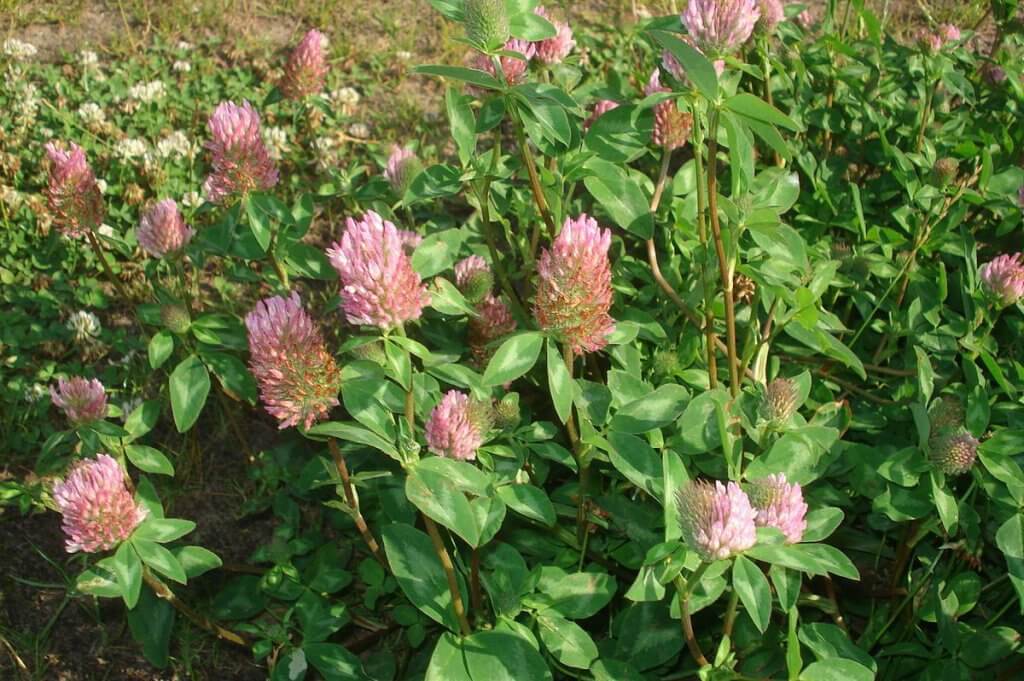 Red clover (Trifolium pratense)