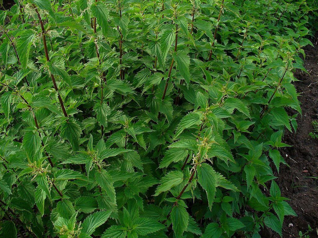 Stinging nettle (Urtica dioica) Bush