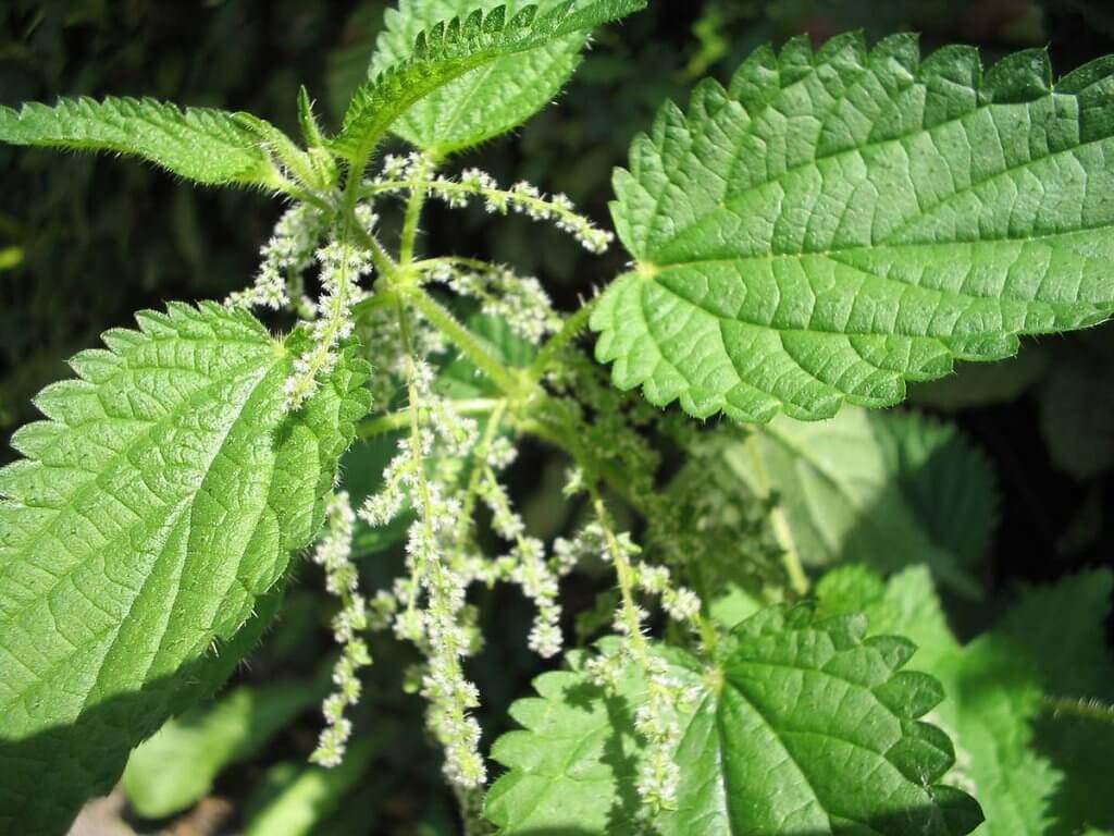 Stinging nettle (Urtica dioica) Close Up