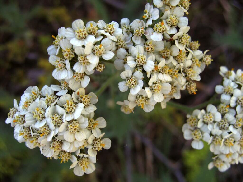 Yarrow (Achillea millefolium) White Variant