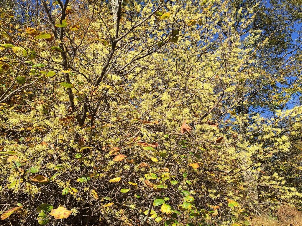 American witch hazel (Hamamelis virginiana)