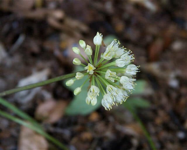Wild Leeks (Allium tricoccum) Bloom