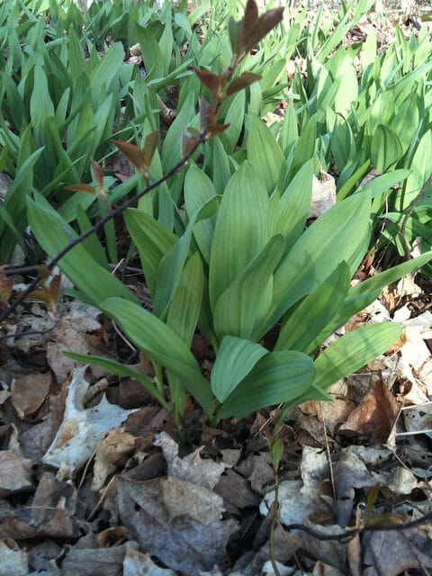 Wild Leeks (Allium tricoccum) 