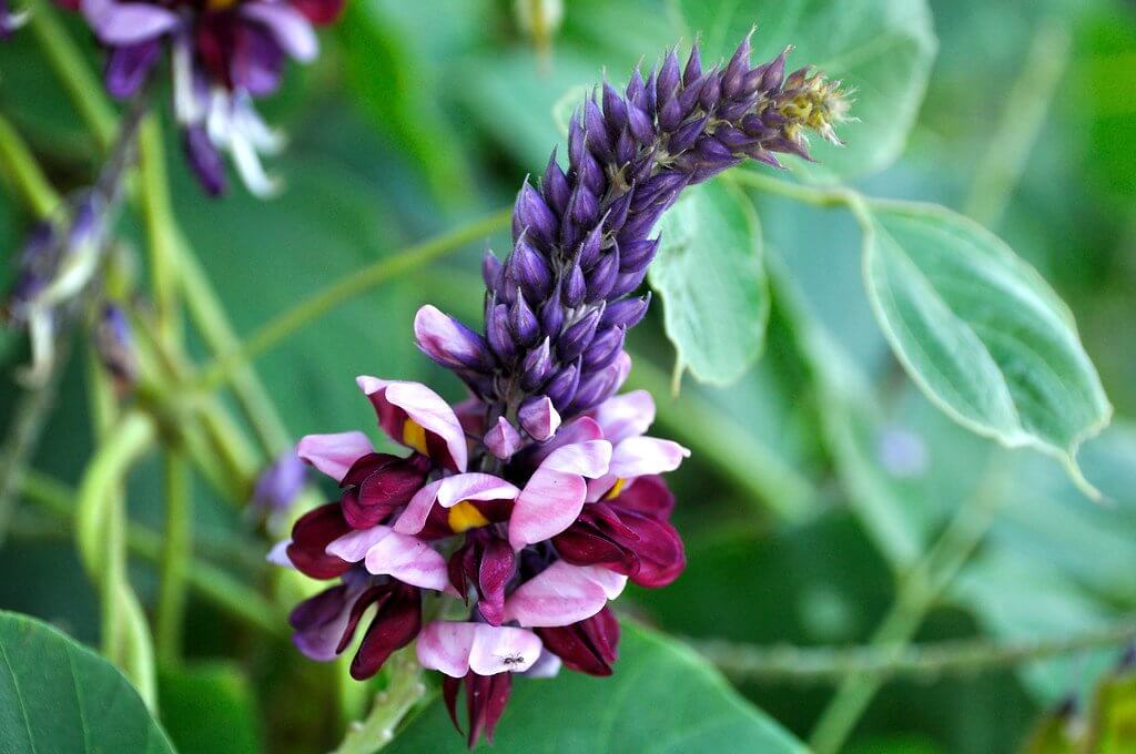 Kudzu (Pueraria montana) Flower