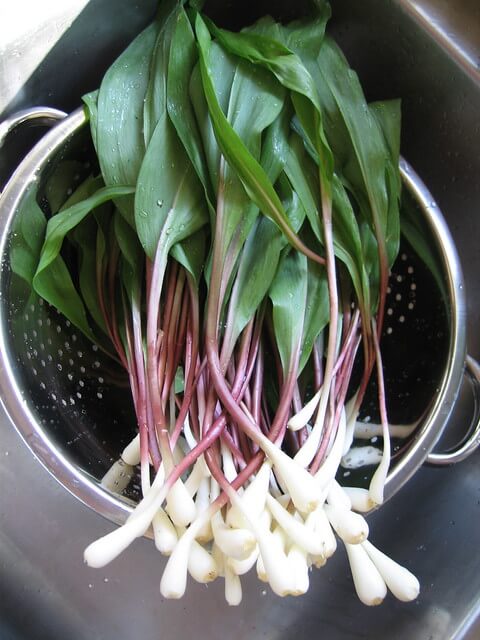 Wild Leeks (Allium tricoccum) Harvested