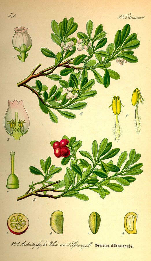 Bearberry (Arctostaphylos uva-ursi) Illustration
