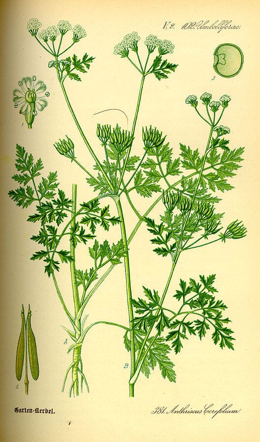 Chervil (Anthriscus cerefolium) Illustration