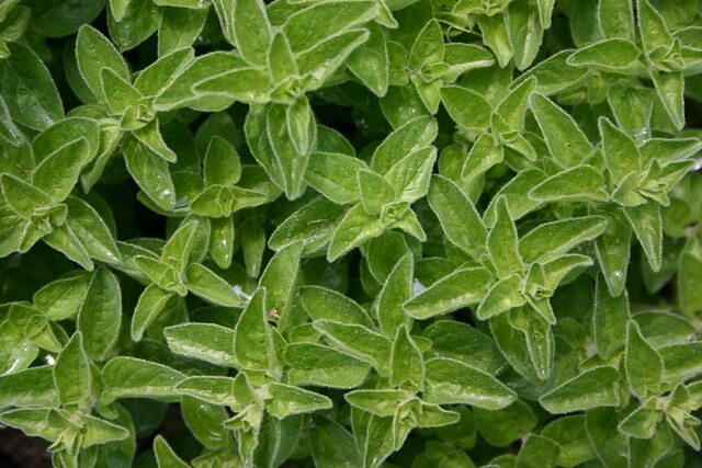 Marjoram (Origanum majorana) Leaves