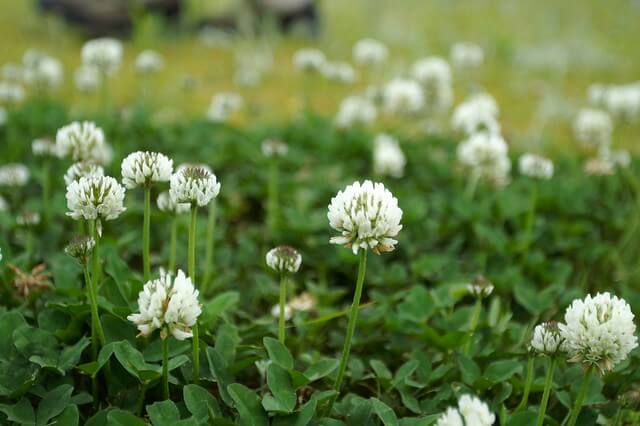 White clover (Trifolium repens)  Meadow