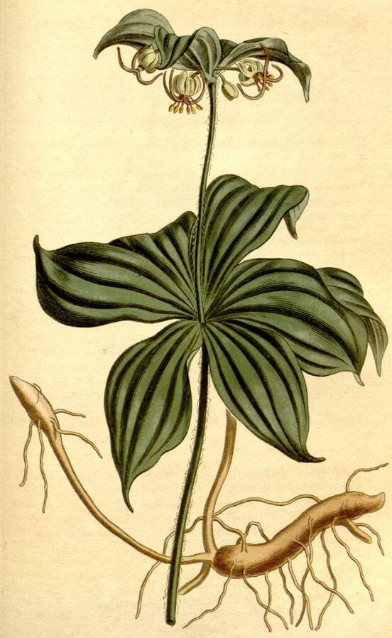 Indian Cucumber (Medeola virginiana) Illustration