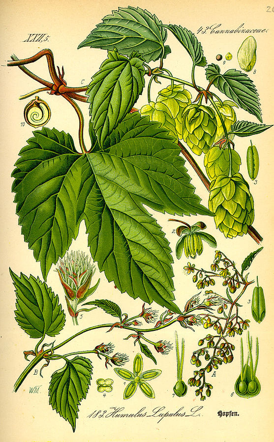 Hops (Humulus lupulus) Illustration