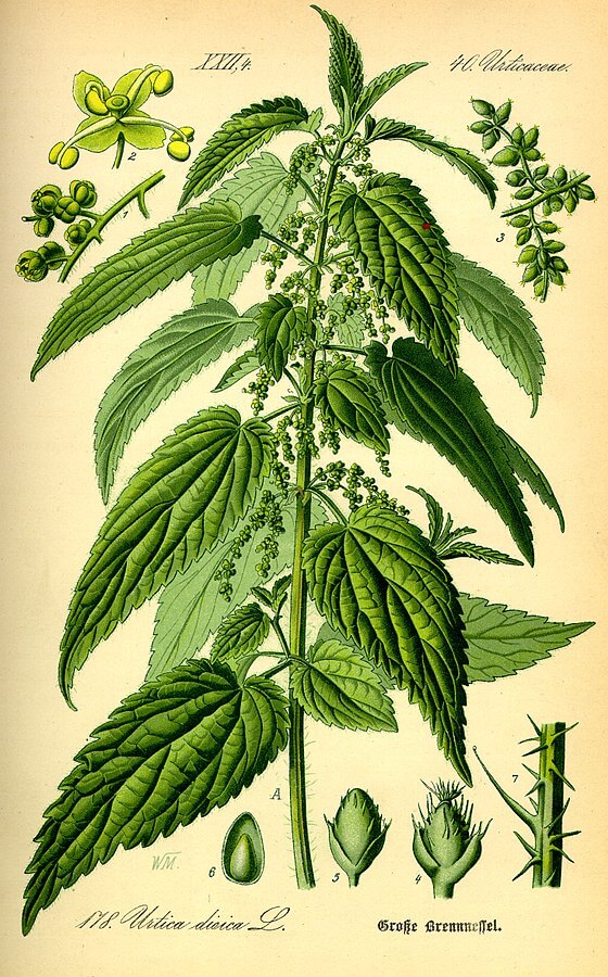 Stinging nettle (Urtica dioica) Illustration