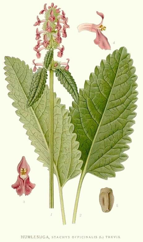 Wood Betony (Stachys officinalis) Illustration