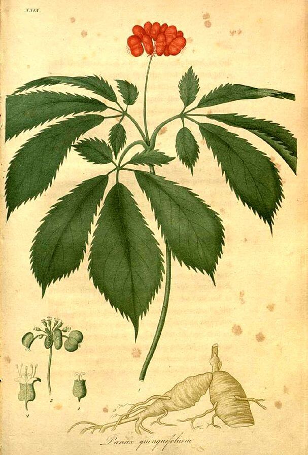 American ginseng (Panax quinquefolius) Illustration