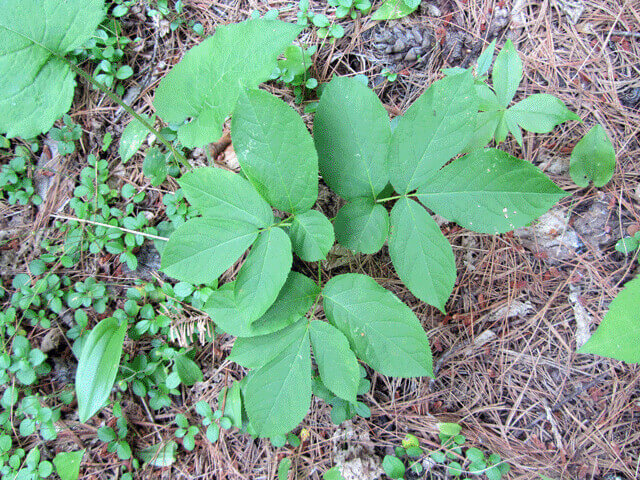 Wild Sarsaparilla (Aralia nudicaulis) Leaves