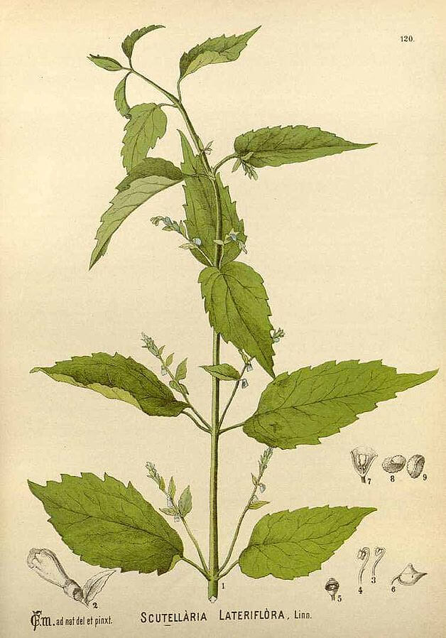 Blue Skullcap (Scutellaria lateriflora) Illustration