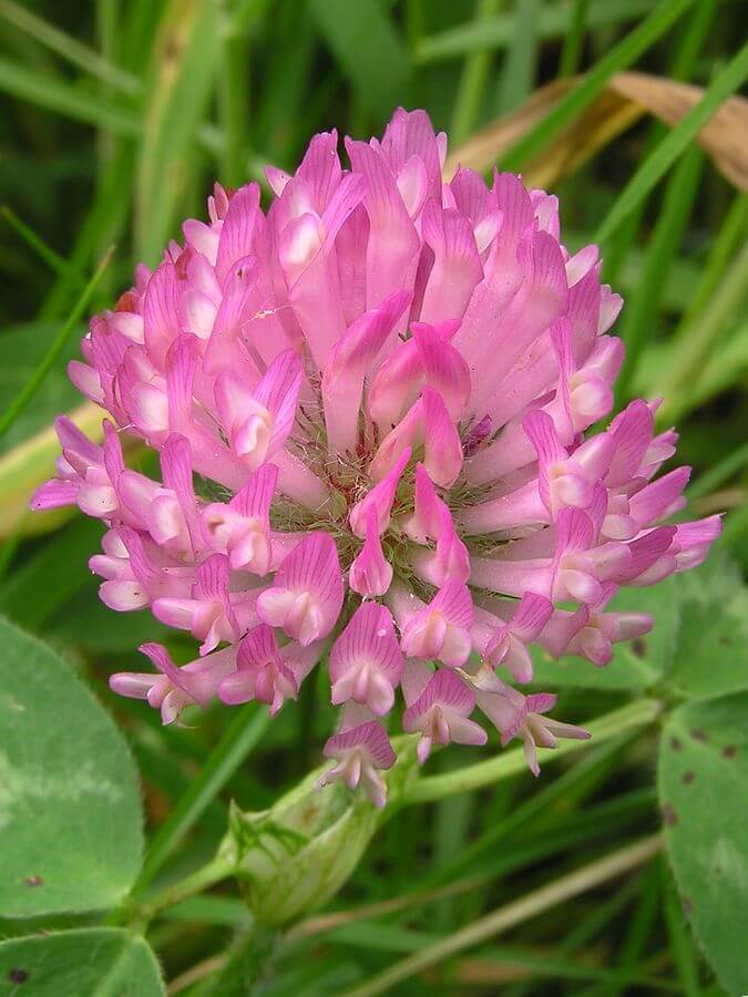 Red clover (Trifolium pratense) Flower