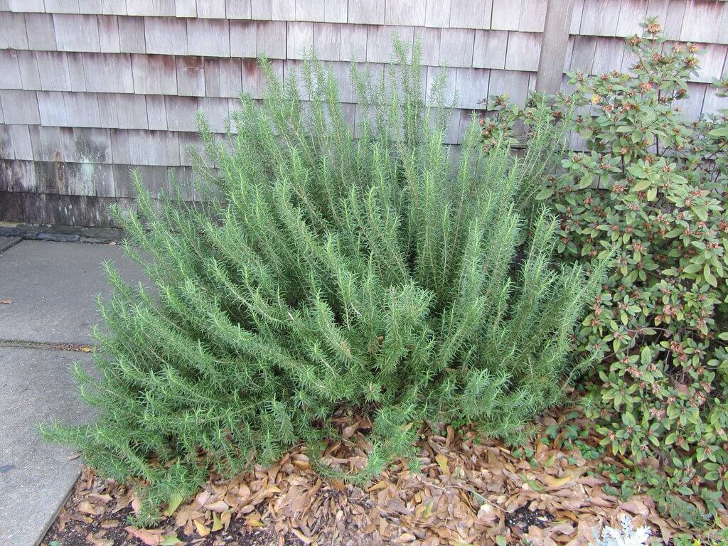 Rosemary (Rosmarinus officinalis) Bush