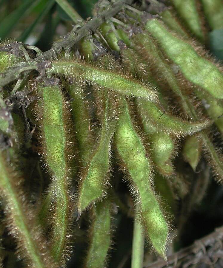Kudzu (Pueraria montana) Seedpods