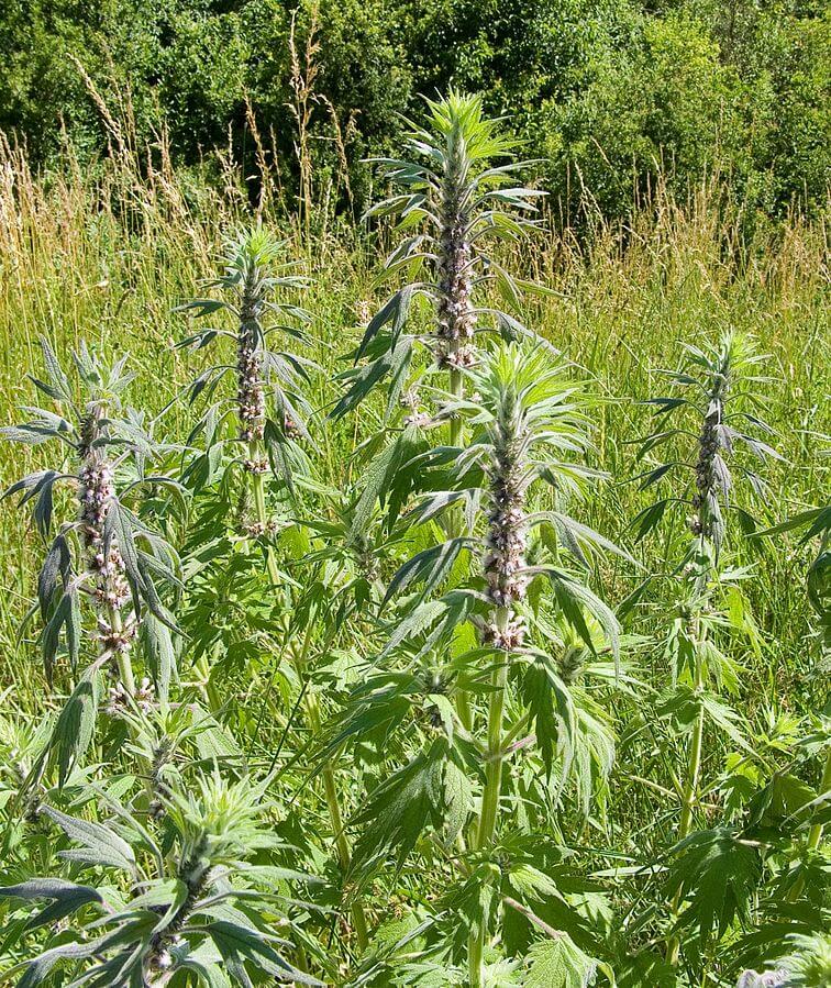 Motherwort (Leonurus cardiaca) in the Wild