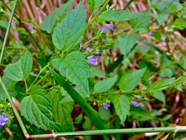 Blue Skullcap (Scutellaria lateriflora)