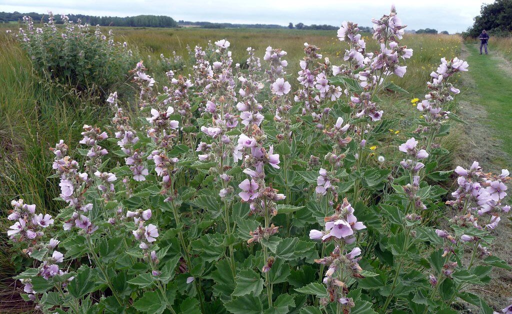 Marsh Mallow (Althaea officinalis)