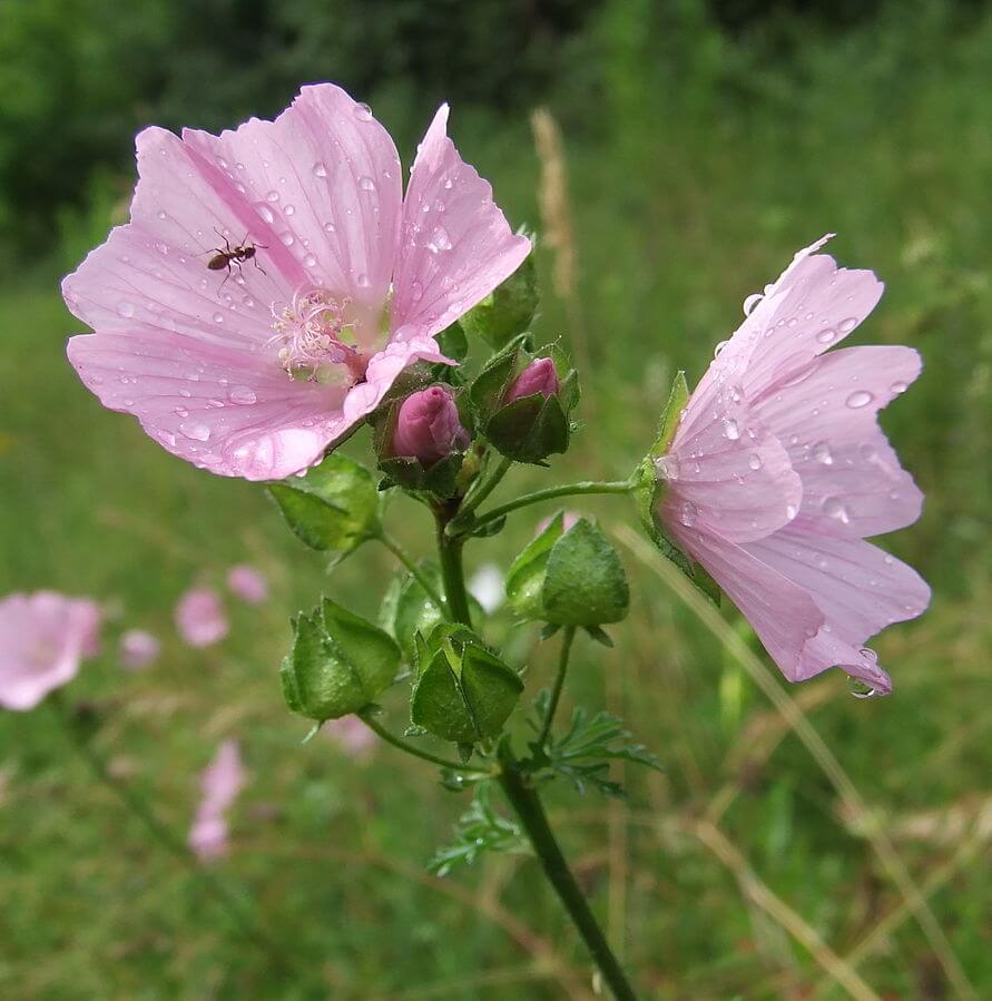 Musk Mallow (Malva Moschata) Flowers