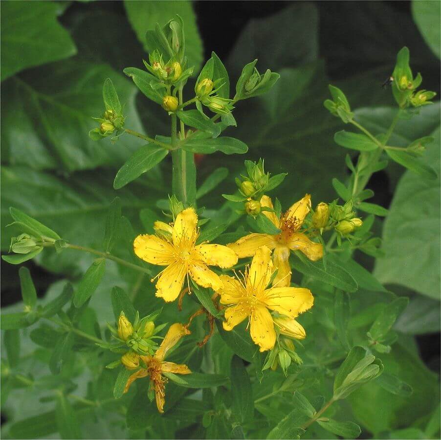 St. John's Wort (Hypericum perforatum)