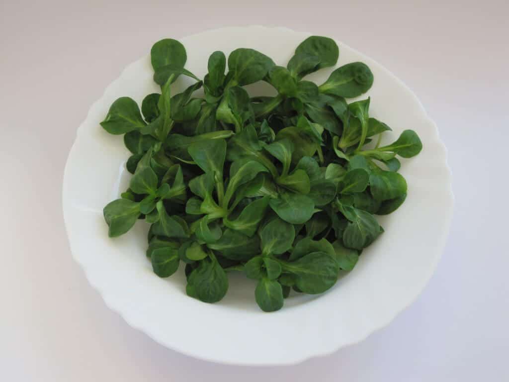 Corn Salad (Valerianella locusta) Harvested Leaves