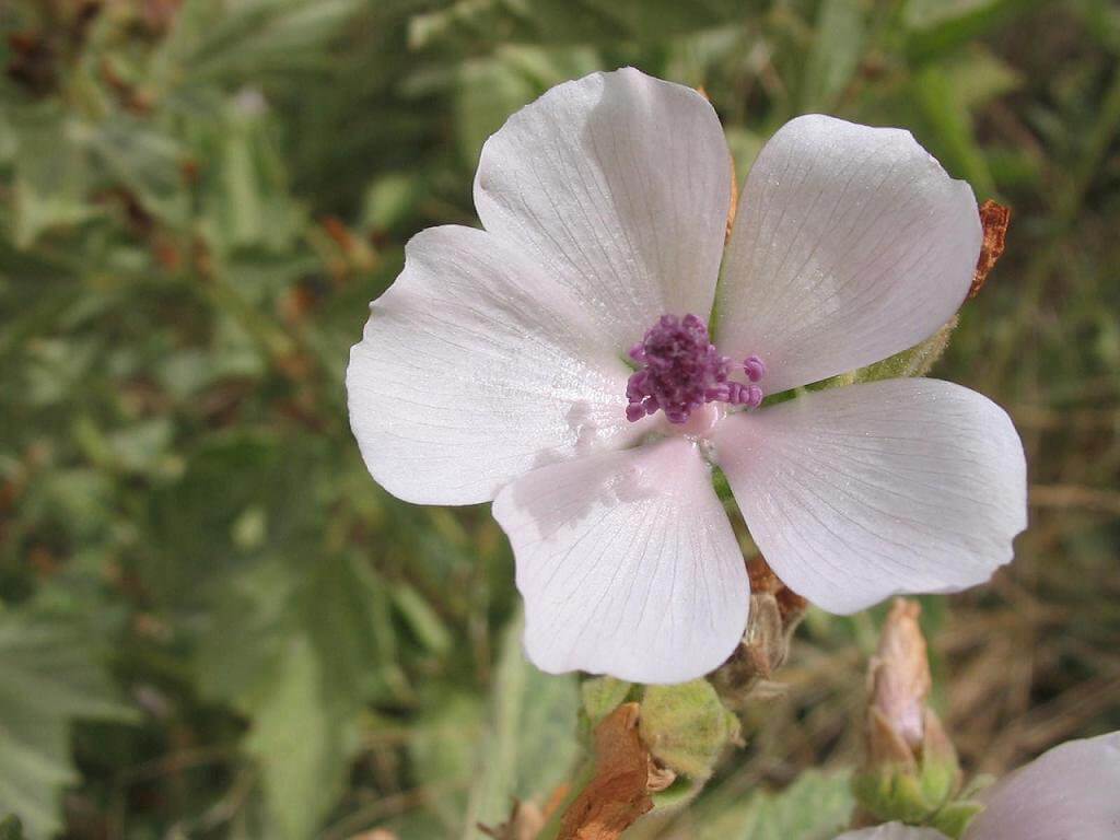 Marsh Mallow (Althaea officinalis) Flower