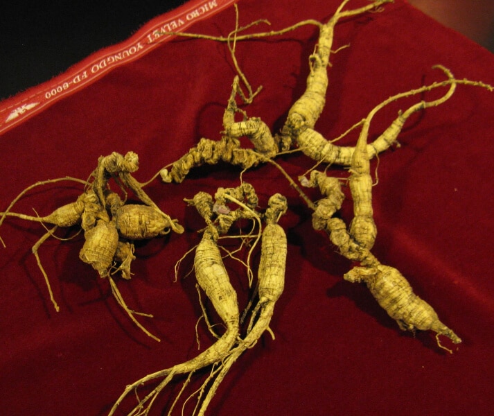 American ginseng (Panax quinquefolius) Harvested Roots