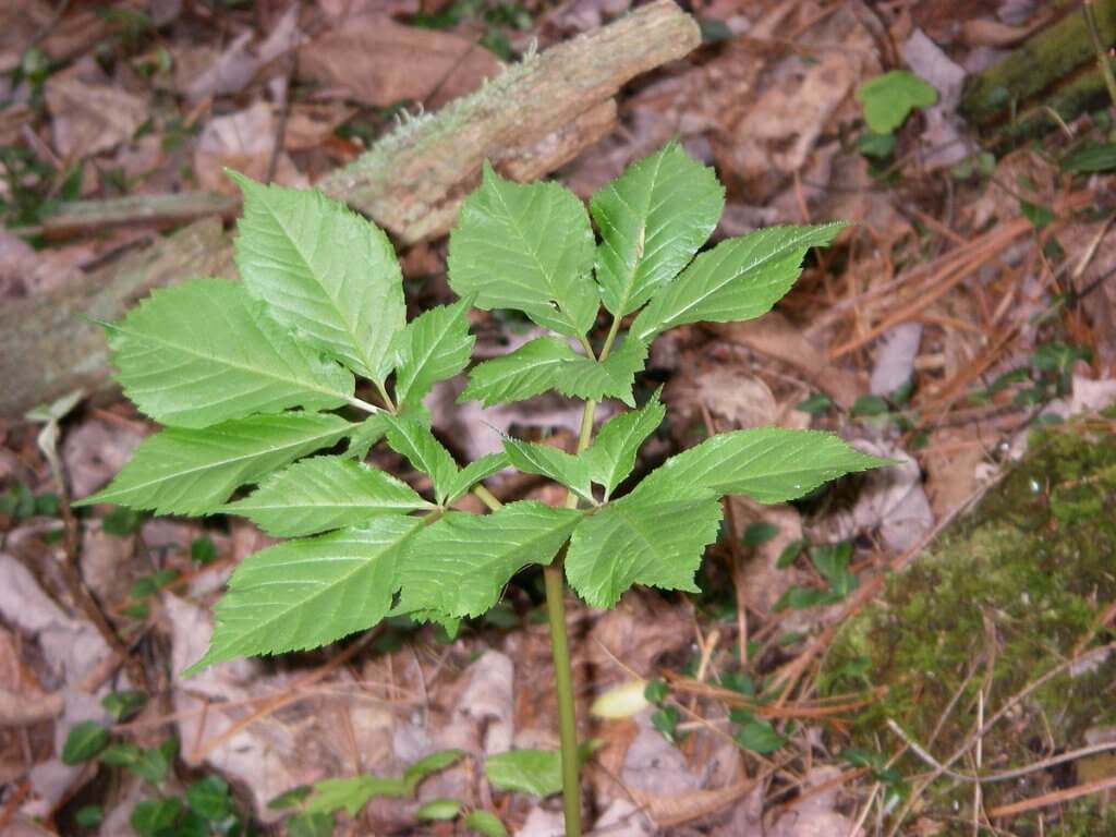 American ginseng (Panax quinquefolius)