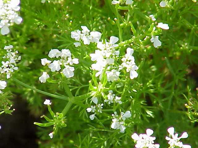 Chervil (Anthriscus cerefolium) Flowers