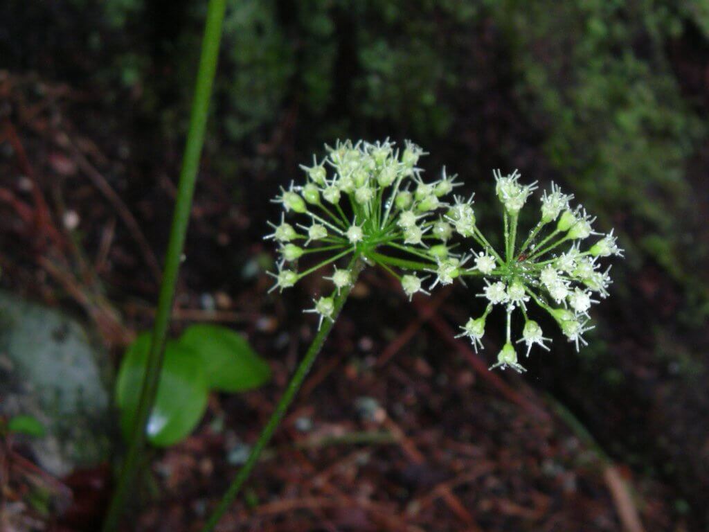 Wild Sarsaparilla (Aralia nudicaulis) Flowers