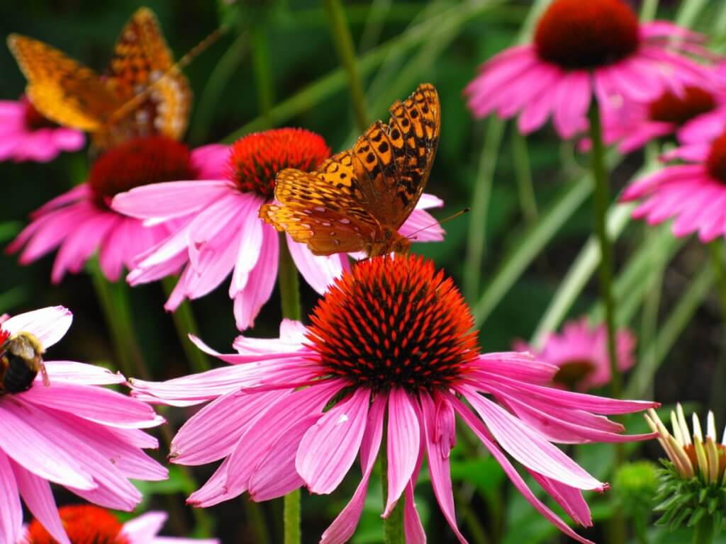 Echinacea (Echinacea purpurea) Flowers and Butterflies