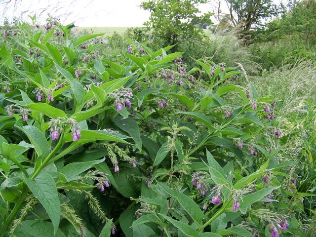 Comfrey (Symphytum officinale)