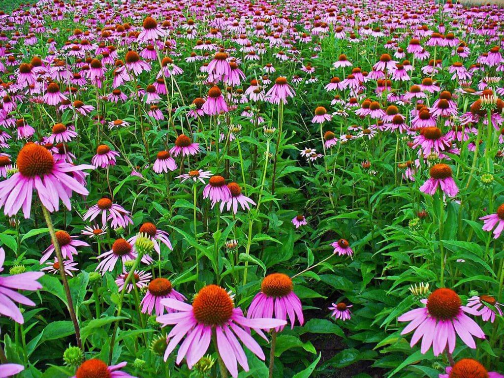 Echinacea (Echinacea purpurea) Flowering Meadow