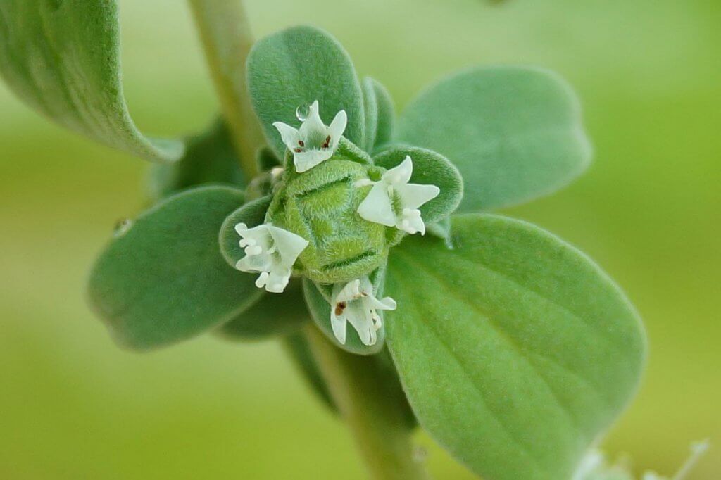 Marjoram (Origanum majorana) Flowers Close Up