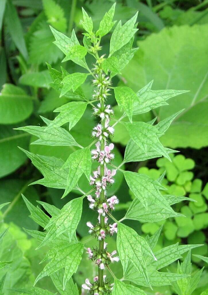 Motherwort (Leonurus cardiaca) Flower