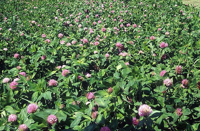 Red clover (Trifolium pratense) Field