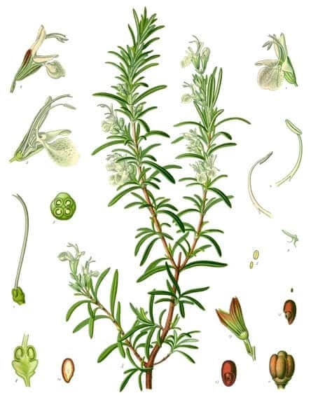 Rosemary (Rosmarinus officinalis) Illustration