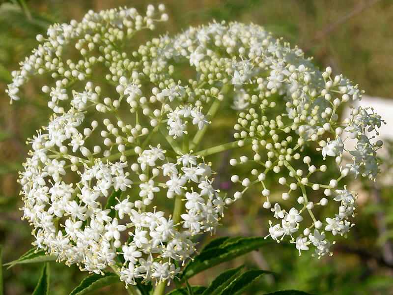 Elderberry (Sambucus canadensis) Flowers