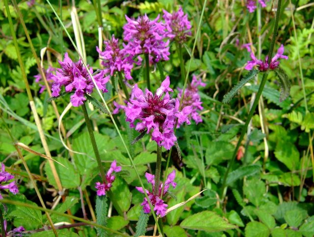 Wood Betony (Stachys officinalis)